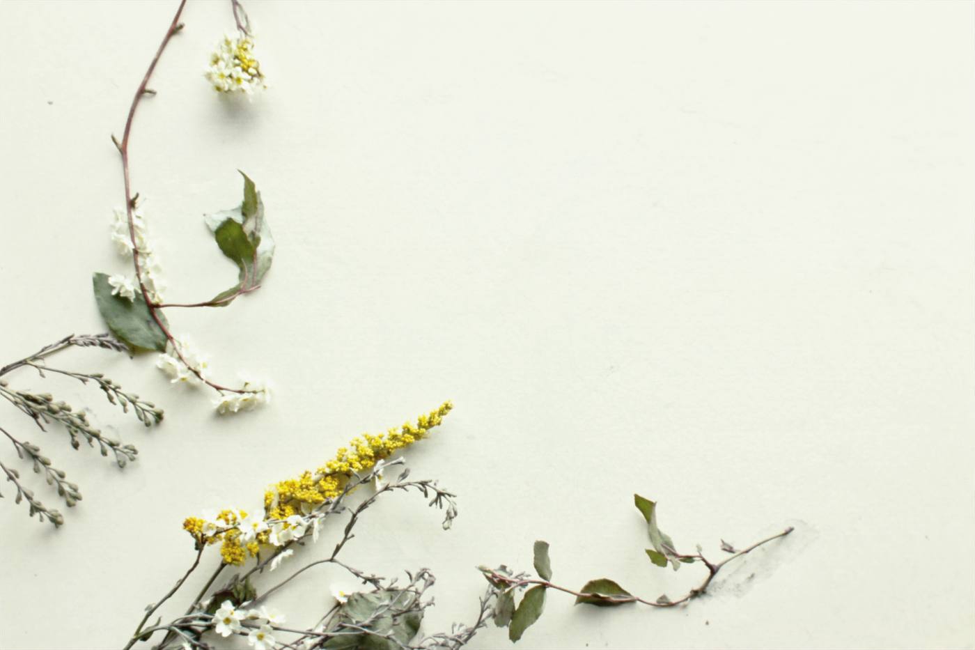 Native eucalyptus and wattle sprigs on cream paper